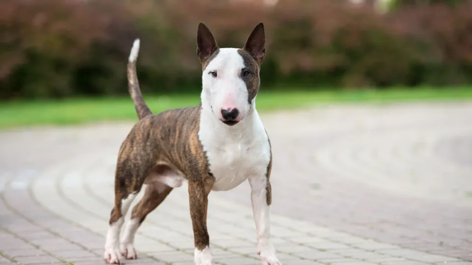 Bull Terrier